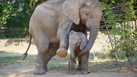 Grieving Mother Elephant Carries Body of Dead Calf for Two Days