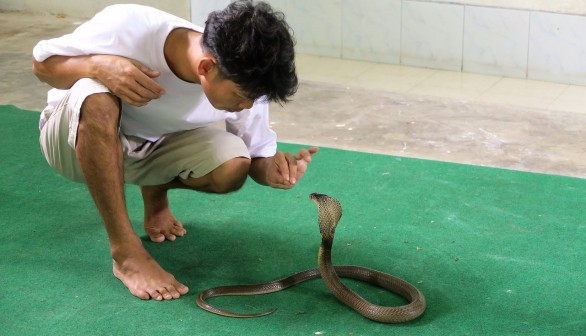 8-Year-Old Boy from India Counterattacks with Fatal Bites After Deadly Cobra Planted One on Him First