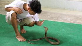 8-Year-Old Boy from India Counterattacks with Fatal Bites After Deadly Cobra Planted One on Him First