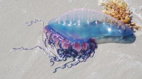 Portuguese Man o'War, Jellyfish Wash Ashore British Coasts Because of Changing Temperatures; Injured Beachgoers Increase