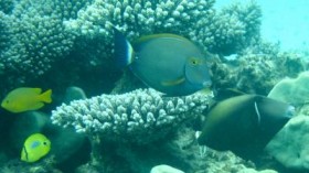  This is an eyestripe surgeonfish, one of the tropical species shifting its distribution towards temperate waters. (one time use photo )