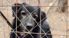 34 Dogs Arrive in US After Rescue, 17 Meat Farms Permanently Closed in South Korea