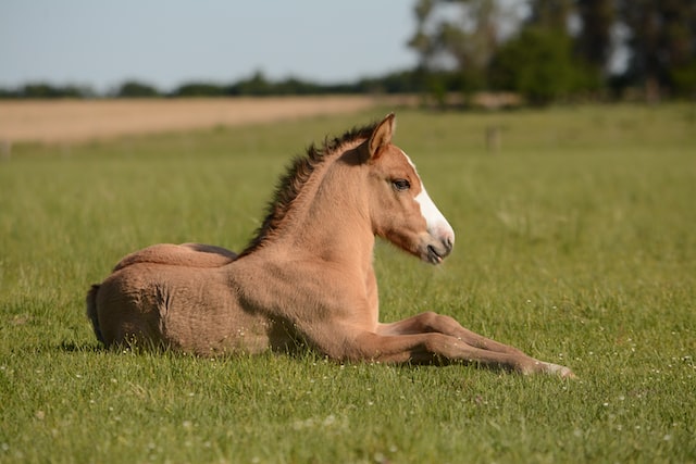 En images : Pumuckel, le plus petit poney du monde fait fondre l