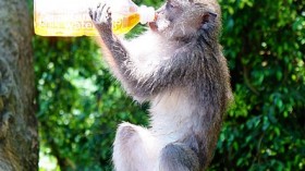 Macaque on a Drinking Spree Hits Pubs in India; Scientists Say, 