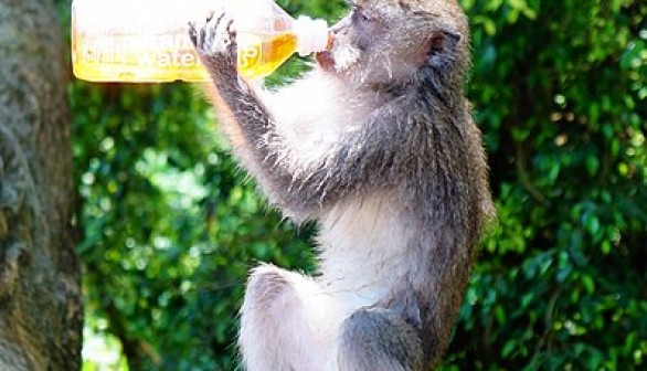 Macaque on a Drinking Spree Hits Pubs in India; Scientists Say, 