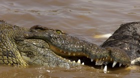 Fishing Gear Slowly Kills Enormous Critically Endangered Crocodile in Belize