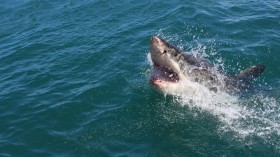 Shark Attack: Swimmer Survives Being Bitten and Shaken in Del Mar Beach, California 