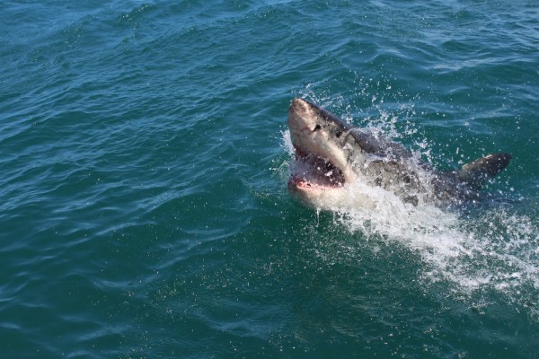 Shark attack: Swimmer survives bite and shaking at Del Mar beach, California 