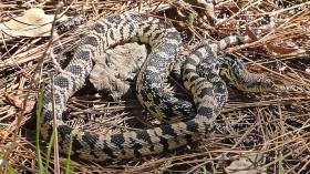 Areas in Louisiana and Texas are Critical Habitats for Rare Burrowing Snakes, Feds Say