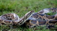 Burmese python