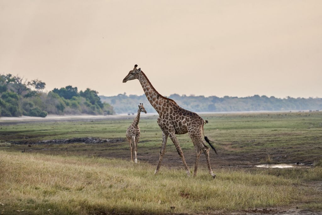 Shootout Ensues In Kenya As Wildlife Rangers Caught Poachers Butchering A Giraffe Nature World 