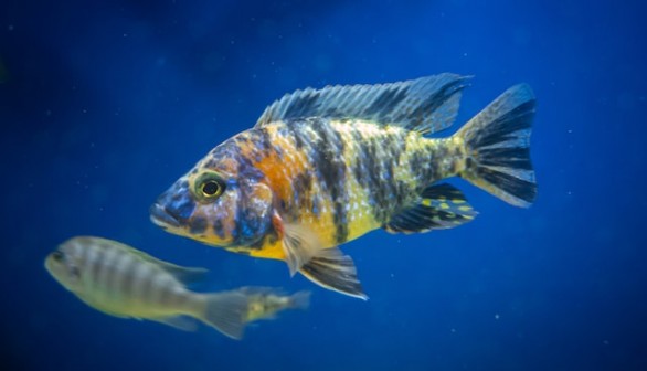 Free Fish Image