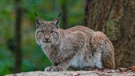 Iberian Lynx, Source of Genes that Live on in Over 900 Felines, Dies at 20 — Spain