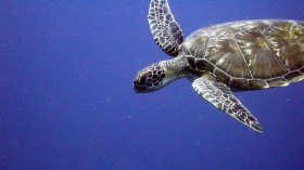 loggerhead sea turtle