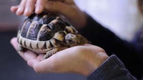Uptick in Pet Turtle Demand Drives Poaching, Risks 50% of Remaining Species into Possible Extinction