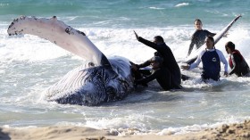 stranded humpback whale on beach in Queensland, Australia