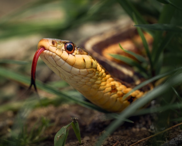 26-Year Old Man Who Took Selfie With a Venomous Snake Gets Bitten and Dies  | Nature World News