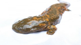 hellbender