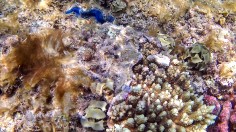 EGYPT-UN-COP27-CLIMATE-CORAL