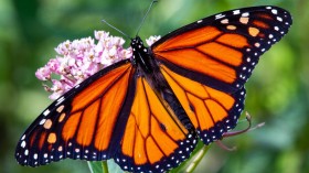 Essential Oils Company Helps Endangered Species Monarch Butterflies by Planting This in Their Lavender Farm