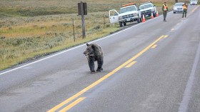 Woman Driving Kids Home Hits 400-Pound Bear on I-26, Calls for Wildlife Passage After Car was Totalled 