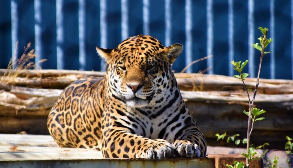 jaguar | Nature World News