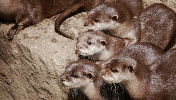 Lack of Genetic Diversity in Otters Might be Hindering Conservation Efforts in UK