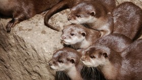 Lack of Genetic Diversity in Otters Might be Hindering Conservation Efforts in UK