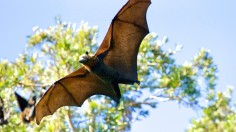 Bats Carry Viral Disease that Infects Horses, Fatal to Humans, Possibility of Another Pandemic Discussed