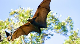 Bats Carry Viral Disease that Infects Horses, Fatal to Humans, Possibility of Another Pandemic Discussed