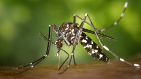 tiger mosquito