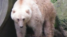 Hybrid Brolar Bear Cubs in Russia More Resilient to Climate Change