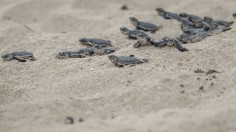 olive ridley turtle