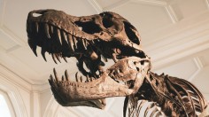 Largest Dinosaur Species: T. Rex Might have been Bigger, Heavier than Previously Thought