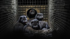 10,000 Minks Escape Ohio Farm After Breaking-Entering Incident, Threats to Poultry and Koi Ponds Ensue