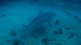 Multiple Toxins Detected in Juvenile Bull Sharks, Harmful Algal Blooms Detrimental to Indian River Lagoon Nursery Habitat