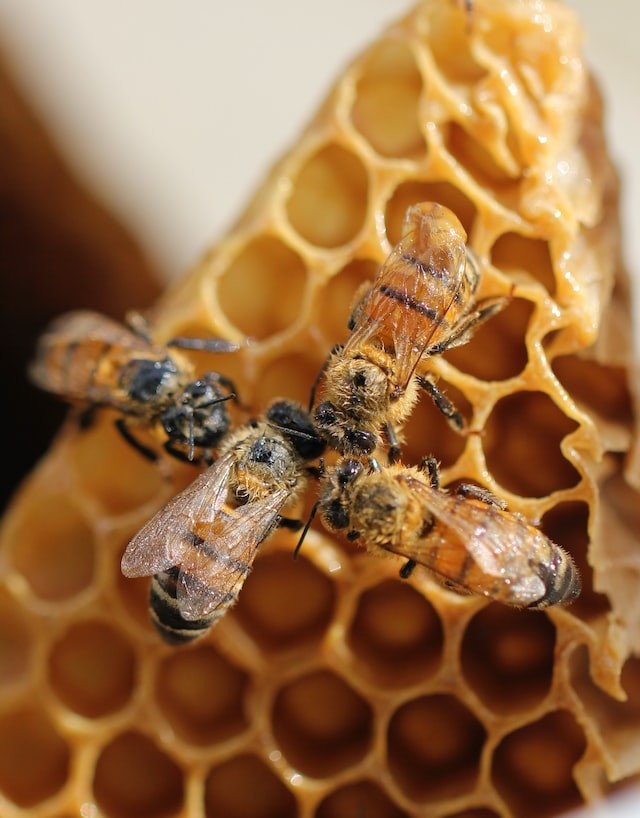 Four bees on their honeycomb.