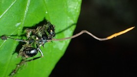 Zombie Ant Fungus Attacking Host also Infected with Two Parasites of its Own