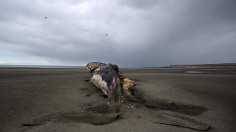  A dead southern right whale in Argentina (October 7, 2022)