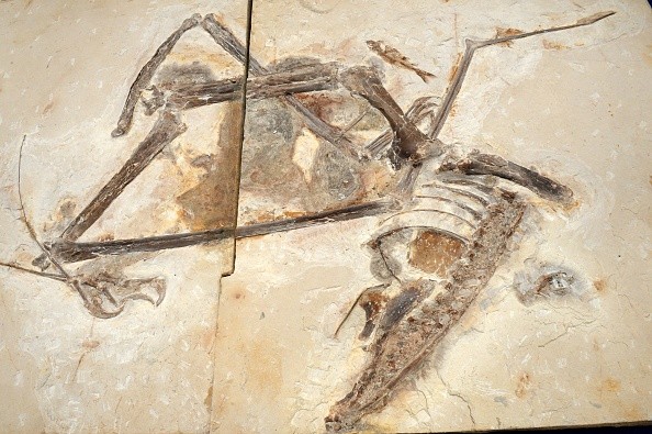 Pterosaurs found on May 24, 2022