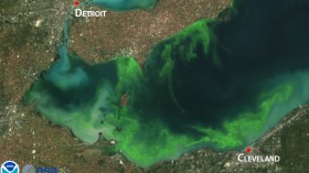 algae bloom in Lake Erie