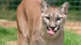 Chihuahua Dies in Griffith Park - Hollywood Area After Celebrity Mountain Lion ‘P-22’ Pounces on Pet Dogs
