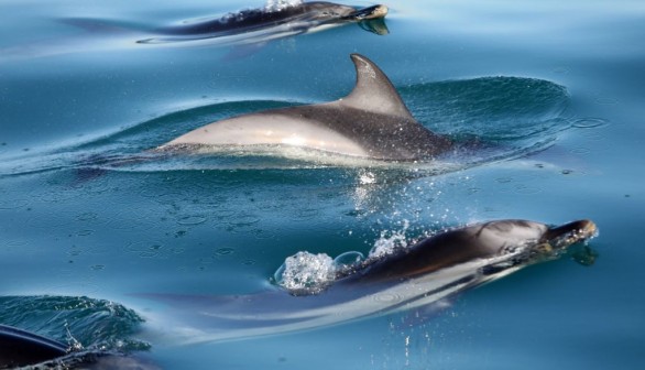 dolphin pod