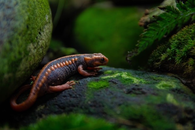 salamander