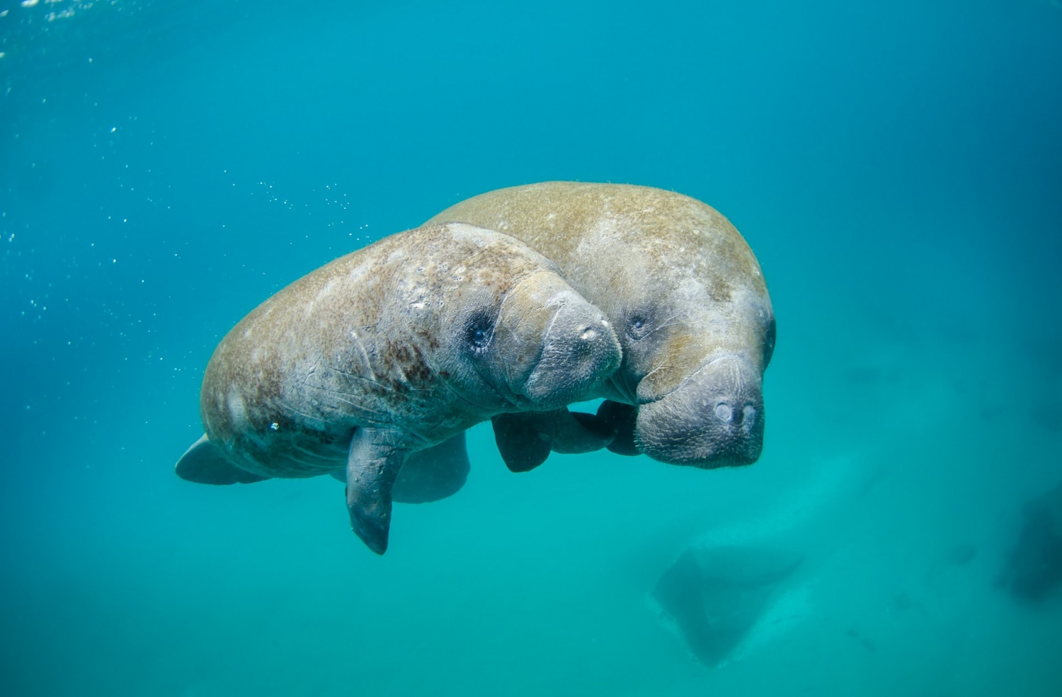 Endangered Status Petitioned For Manatees Dying By Pollution-Caused ...