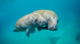 Endangered Status Petitioned for Manatees Dying by Pollution-Caused Starvation in Florida