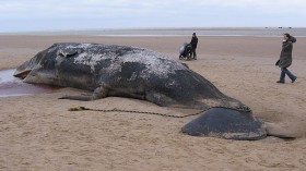 330 Pounds of Fishing Gear Kills Undernourished Whale in Canada