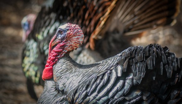 Wild Turkeys from Maine are Wired to Adapt to Winter Weather, Study Says