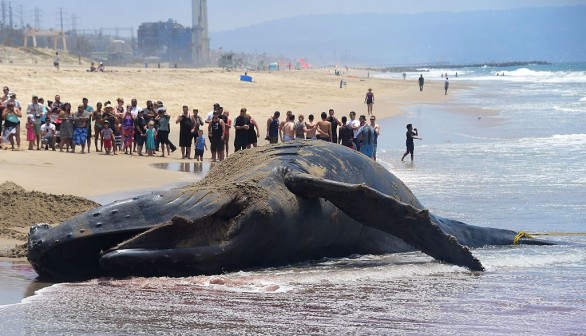 dead humpback whale