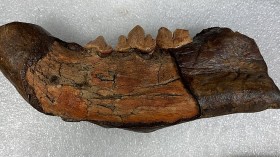 Rare Find: Jawbone Fossil of American Lion from 11,000 Years Ago Found in Mississippi River Sandbar